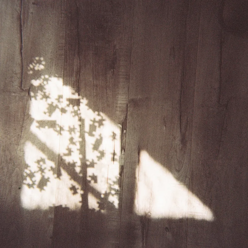 Afternoon light through leaves, thrown across old wooden floorboards. The Lost You EP cover.